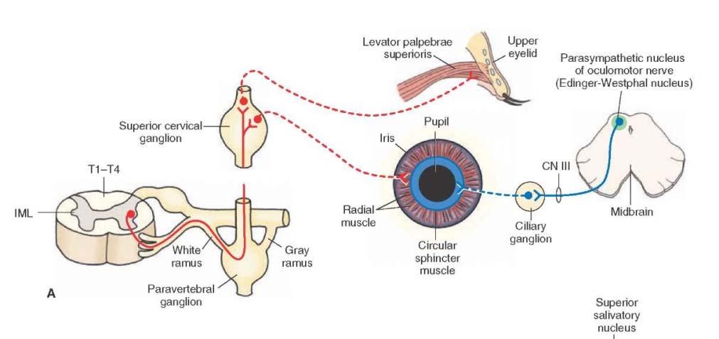A szem paraszimpatikus beidegzése plexus caroticus internus m.