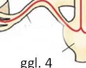 ggl. cervicale sup. ggl. cervicale med. ggl. cervicale inf. ggl. 1 A truncus sympathicus nyaki és felső thoracalis szakaszának további ellátási területei n. ambiguus szív plexus cardiacus n.