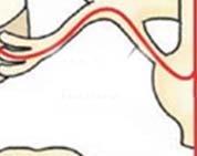 vagus szív: preganglionaris rostok: IML T1 T4 postganglionaris rostok: mindhárom cervicalis ganglionból (nagyrészt SCG) és T1 4 ganglionokból plexus cardiacus AV csomó, szinusz csomó, atrium és
