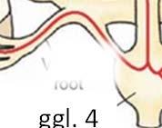 A szív és a tüdő paraszimpatikus beidegzése szimpatikus paraszimpatikus szív: ggl. cervicale sup. ggl. cervicale med. ggl. cervicale inf. ggl. 1 n. ambiguus szív plexus cardiacus n.