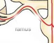 vagus postganglionaris rostok: plexus cardiacus funkció: SA és AV csomók beidegzése, szívfrekvencia csökken, összehúzódás ereje nem változik tüdő: preganglionaris rostok: n. dorsalis nervi vagi n.