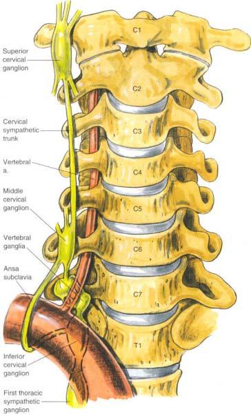 A truncus sympathicus nyaki szakaszának anatómiája ggl. cervicale superius truncus symp. pars cephalica a. vertebralis ggl. cervicale medium a. vertebralis ansa cubclavia a. subclavia ggl.