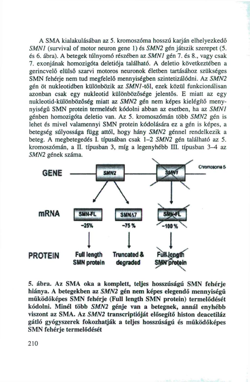 A SMA kialakulásában az 5. kromoszóma hosszú karján elhelyezkedő SMN1 (survival of motor neuron gene 1) és SMN2 gén játszik szerepet (5. és 6. ábra). A betegek túlnyomó részében az SMN1 gén 7. és 8.