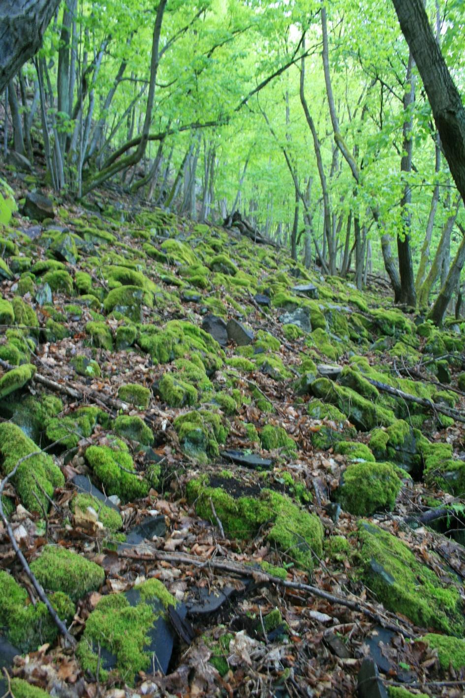 Növényzettel kötött periglaciális kőtenger a Vadókás-kő lábánál. Foto: Hír János. 4.7.