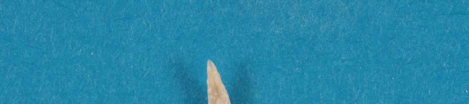 Kérődző (Palaeomeryx sp.