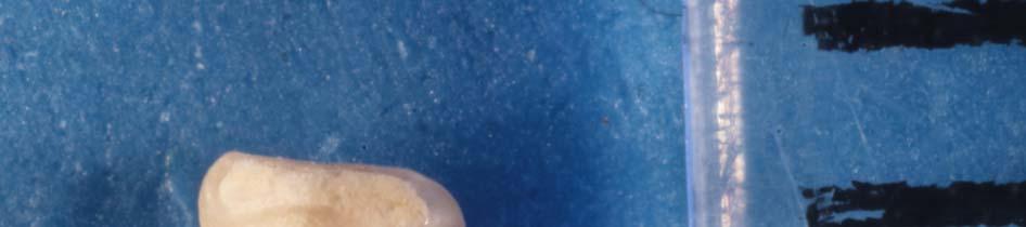 Blackia miocaenica