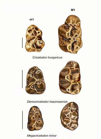 Anomalomys gaudryi m3 (alsó harmadik) zápfogának laterális nézete. A vonalzón 1 egység 1 mm. Fotó: Dr. Hír János.