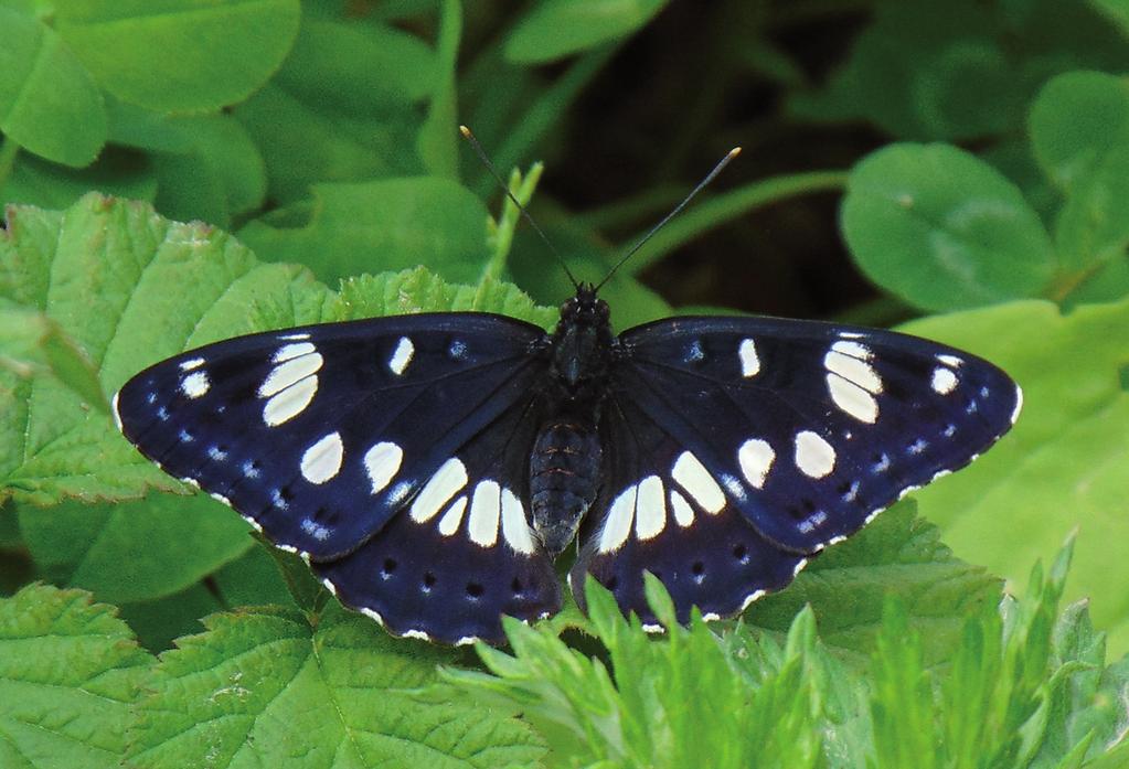 ábra: Papilio machaon Linnaeus, 1758 (fotó: