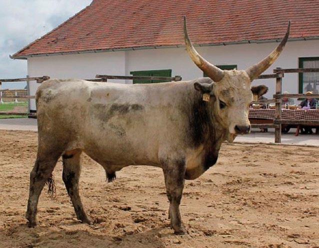 Kp. lsz: 29807 Neve: VILÁG ENAR: 32124-8580-7 24714 Apja neve: VIZSLA X 152 / 71 ENAR száma: 32124-3593-4 Anyja neve: MOHOS Anya bírálata: 2010.02.27 2006.11.