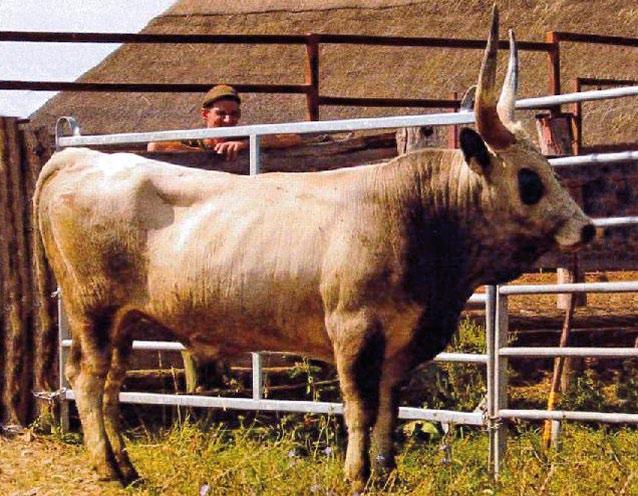 Kp. lsz: 29827 Neve: MANDOLIN ENAR: 32141-5933-9 21353 Apja neve: MANKÓ 99 / 81 98 / 38 ENAR száma: 32141-1312-6 Anyja neve: BÚBOS Anya bírálata: - 2006.02.15 2007.03.