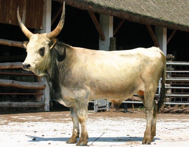 Kp. lsz: 29828 Neve: TROMBITA ENAR: 32141-6023-0 22079 Apja neve: TÉRKÉP 69 / 62 X ENAR száma: 32141-1398-6 Anyja neve: TULIPÁN Anya bírálata: - 2007.01.10 2004.03.