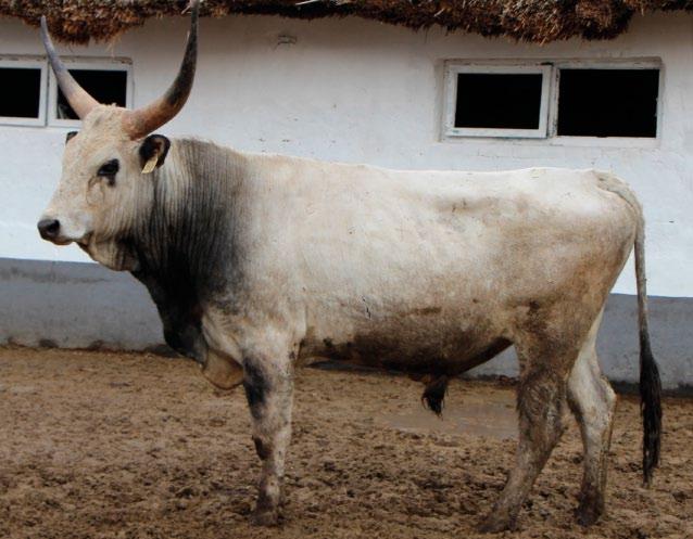 Bika ENAR száma: Fülszám/tetoválás: Tenyésztője: Születési ideje: Felnevelés helye: 33163 4878 1 2526/14 Hortobágyi Nonprofit Kft. 2014.01.12 Hortobágy Bírálat ideje: 2016.08.