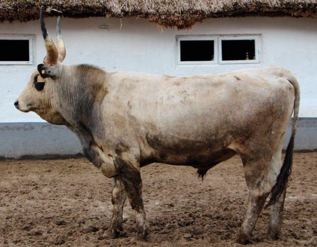 Bika ENAR száma: Fülszám/tetoválás: Tenyésztője: Születési ideje: Felnevelés helye: 33163 5041 4 2679/13 Hortobágyi Nonprofit Kft. 2013.12.31 Hortobágy Bírálat ideje: 2016.08.