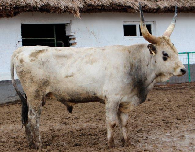 Bika ENAR száma: Fülszám/tetoválás: Tenyésztője: Születési ideje: Felnevelés helye: 33163 5234 0 2682/14 Hortobágyi Nonprofit Kft. 2014.01.12 Hortobágy Bírálat ideje: 2016.08.