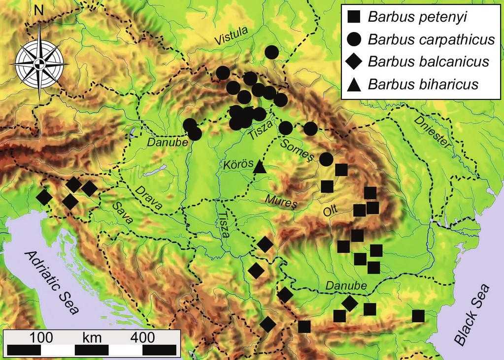 Vol. 109/1. (2016) pp. 34-36. tudomány Doadrio, I. (1990): Phylogenetic relationships and classification of western palaearctic species of the genus Barbus (Osteichthyes, Cyprinidae).