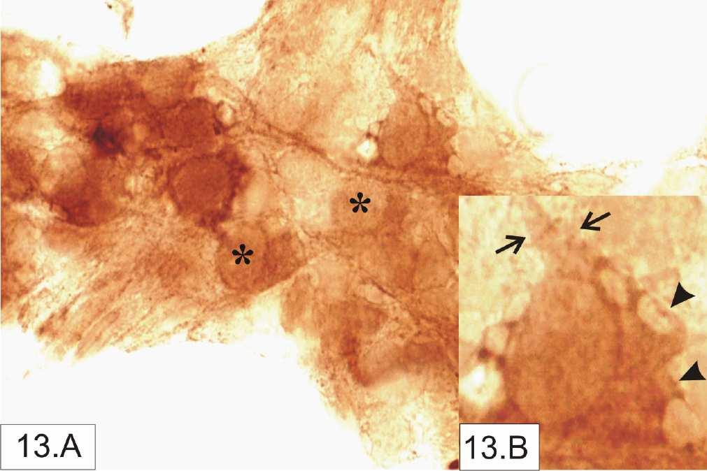 4.3. A fejlődő humán bélidegrendszer glutamáterg rendszerének vizsgálata Az anti-glutamát antitest specifikusan jelölt számos myentericus neuront a humán magzati PM-ben (13. ábra).