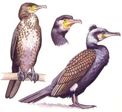 24 25 Kárókatona (Phalacrocorax carbo) Hasonló faj Kis kárókatona (Phalacrocorax pygmeus) Hazánkban költô és átvonuló madár. Enyhe teleken, fagymentes vizeken egész évben kitart.