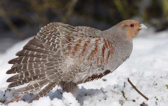 30 Fogoly (Perdix perdix) Állandó madár. Magyarországi állománya erôsen csökken. Kibocsátott példányai vadászhatók (október 1 - december 31.). Galambméretû, rövid vörös farkú madár, hasán jellegzetes mélybarna folt (patkó) található.