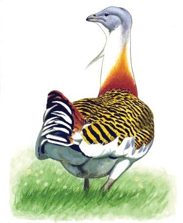 32 33 Túzok (Otis tarda) Állandó madár. Magyarországi állománya a 20. század második felében drasztikusan lecsökkent és alacsony szinten állandósult. Világállománya veszélyeztetett. Fokozottan védett.