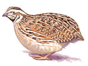 34 35 Fürj Császármadár (Coturnix coturnix) (Bonasa bonasia) Vonuló madár. Védett. Magyarországi állománya mérsékelten csökken. Állandó faj. Hazai állománya a kipusztulás közelében van.