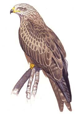 36 37 Erdei szalonka Barna kánya (Scolopax rusticola) (Milvus migrans) Vonuló faj. Hazai költôállományának nagysága nem ismert.