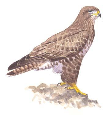 38 Egerészölyv (Buteo buteo) Állandó madár. Magyarországi állománya stabil. Védett.