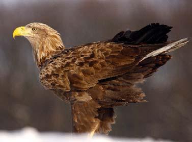 Magyarországi állománya az 1980-as évekre kritikusan lecsökkent, mára megerôsödött, jelenleg növekvô. Fokozottan védett. Natura 2000 jelölôfaj.