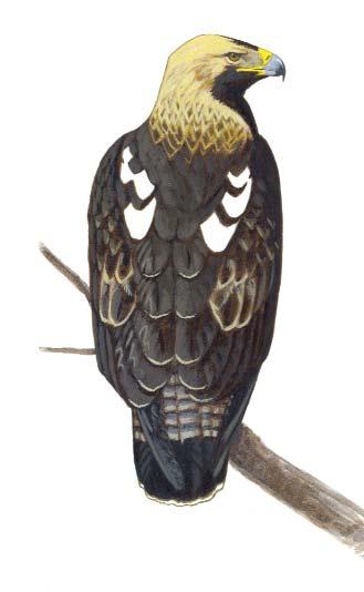 46 47 Parlagi sas (Aquila heliaca) Állandó madár. Kis létszámú magyarországi állománya kismértékben növekvô. Világállománya veszélyeztetett. Fokozottan védett. Natura 2000 jelölôfaj.