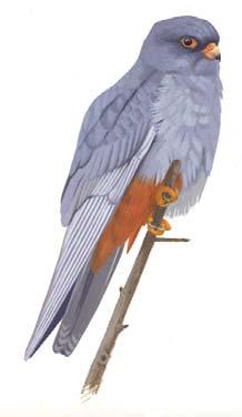 48 Vörös vércse (Falco tinnunculus) Állandó madár. Magyarországi állománya a 20. század utolsó évtizedeiben csökkent, napjainkban erôsödni látszik. Védett. Galambnagyságú sólyomféle.