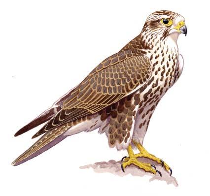 50 Kerecsensólyom (Falco cherrug) Állandó madár. Magyarországi állománya jelenleg stabil. Világállománya veszélyeztetett. Fokozottan védett. Natura 2000 jelölôfaj.