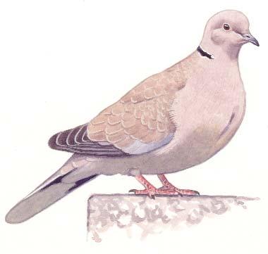 54 55 Balkáni gerle (Streptopelia decaocto) Állandó madár. Magyarországon gyakori, állománya stabil. Vadászható (augusztus 15. - január 31.). Magyarországon elôször 1932-ben jelent meg.