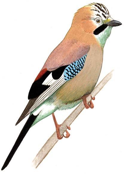 58 59 Szajkó Szarka (Garrulus glandarius) (Pica pica) Állandó madár.magyarországi állománya stabil. Vadászható (július 1 - február 28.). Állandó. Magyarországi állománya stabil.