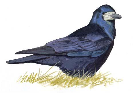 60 Vetési varjú (Corvus frugilegus) Állandó madár. Magyarországi fészkelô állománya 1970-1990 között a töredékére csökkent és alacsony szinten stabilizálódott. Védett.