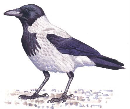 62 63 Dolmányos varjú Holló (Corvus corone cornix) (Corvus corax) Állandó. Vadászható (július 1 - február 28.). Magyarországi állománya enyhén növekvô. A vetési varjúhoz hasonló méretû.