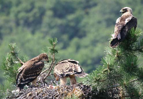 Ha mérgezés-gyanús állatokat vagy csalétket talál haladéktalanul értesítse az illetékes Nemzeti Park Igazgatóságot vagy az MME méreg-és tetemkeresô kutyás egységét: +36 20 251 4404 mergezes@mme.