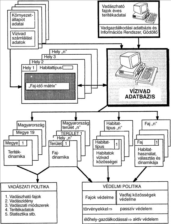 A vízivadfajok környezetigénye A vízivad-szinkronmegfigyelések mind a fészkelési, mind a vonulási időszakban folynak, hiszen a fajok igényei a különböző fenológiai szakaszokban jelentősen eltérnek