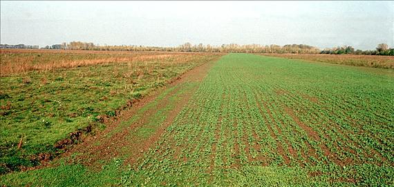 Faragó S.