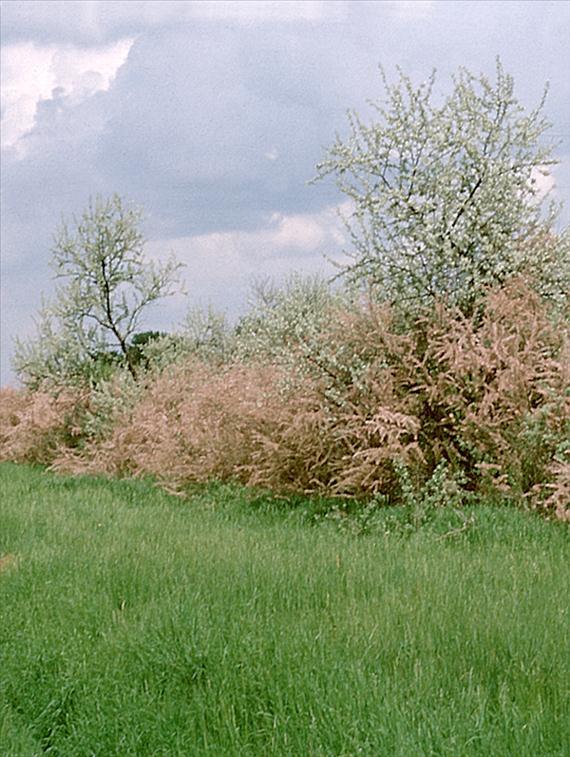 Vízi élőhely-gazdálkodás