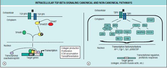 Pathogenezis - SSc Smad