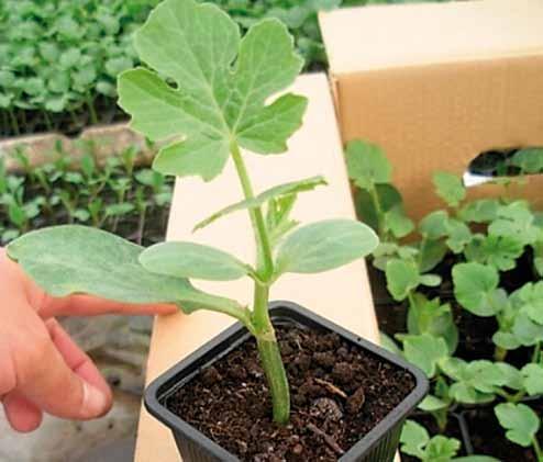Növény: Hideg körülmények között is jó terméskötődés jellemzi. Bombo Improved alanyon tovább növelhető termésátlaga, hála a Centro generatív tulajdonságának.