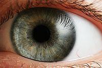 Algoritmusok Emberi látás Ha adott a leírás, hogyan lesz belőle kép? MSc., Információs Rendszerek szakirány, Grafika Blokk: Haladó Grafika Szemgolyó elején az optika van, hátul az érzékelők.