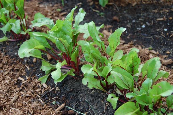 CÉKLA (Beta vulgaris ssp. esculenta var. rubra L.