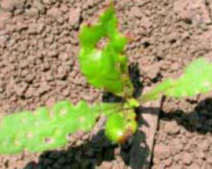 A répatestek 1/3-része kiáll a talajból, így nem okoz nehézséget a növények kiemelése.
