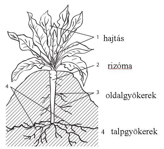 Morfológia Főgyökere orsógyökér. Gazdasági értelemben vett termése a függőleges gyökértörzs (rhizoma) (59. ábra), melynek alján orsógyökerek és azon sarjrügyek fejlődnek.