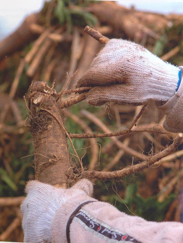 Gyökerek kötegelése fontos, hogy a karimás vég jól látható legyen, és ekkor vágással megjelölni a fej és a talp részt. 63.