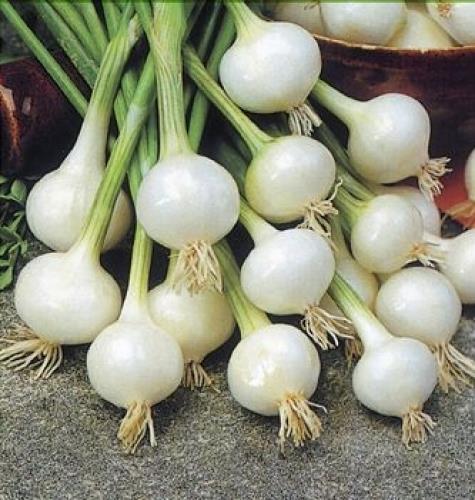 GYÖNGYHAGYMA (Allium ophioscordon L.) Régóta termesztett faj, amely főként tartósítóipari alapanyag, de manapság újra felfedezték, mint mini zöldséget.