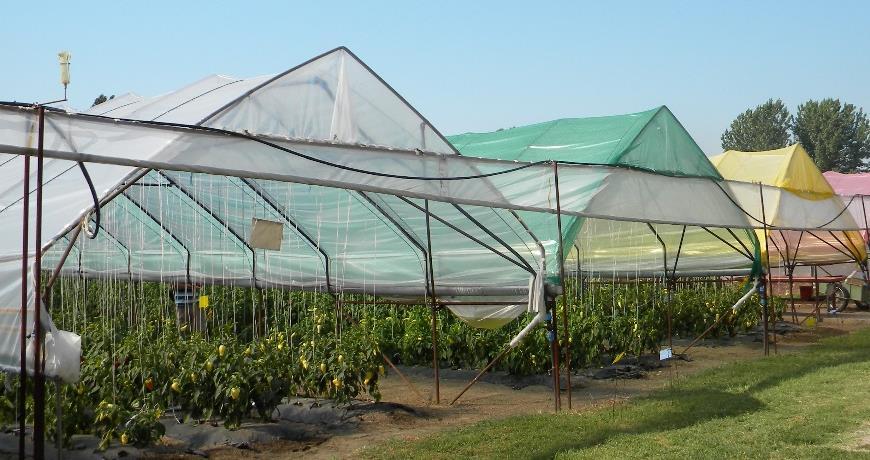 4. Talaj nélküli üvegházi termesztés csúcstechnológia a hajtatásban (5. ábra). 4.