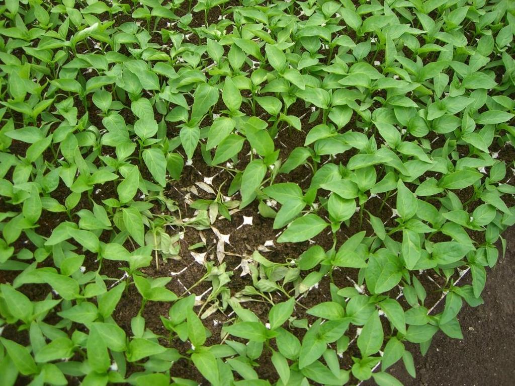 el vegetatív irányba, azaz a jó minőségű bogyók kialakulásához szükséges vegetatív-generatív egyensúlyt a tenyészidő folyamán is lehessen biztosítani.