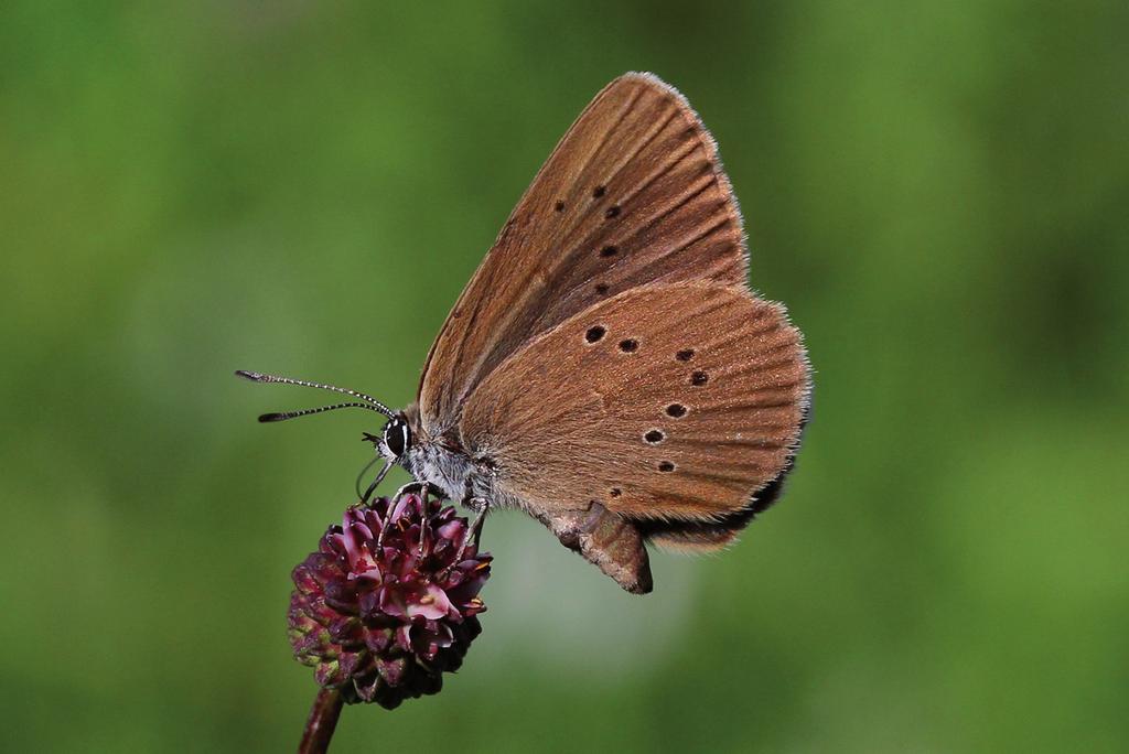 122 Natura Somogyiensis 7.