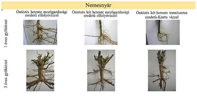 Eredmények és értékelésük Az alföldi ültetvénygazdálkodásában alkalmazott nemes nyár és fehér fűz dugványoknak az öntözés eredményeként fejlődő gyökérzetéről viszonylag kevés információ áll